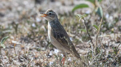 Pipit à dos uni