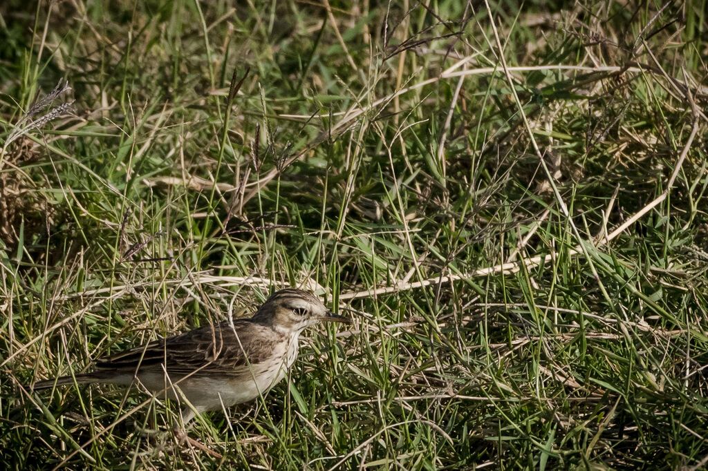 Pipit africain