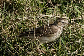 African Pipit