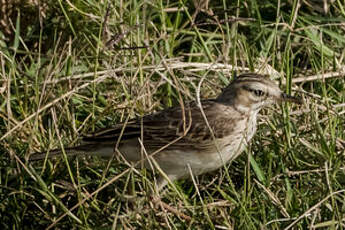 Pipit africain