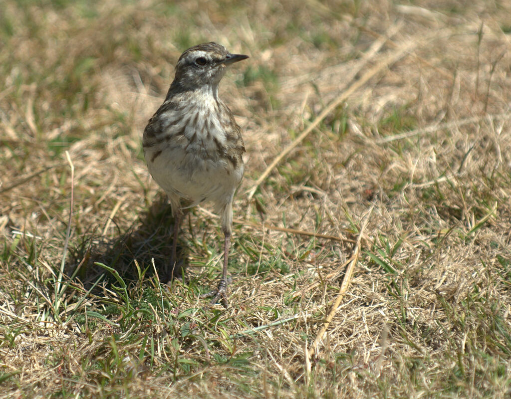 New Zealand Pipit