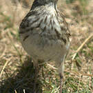 Pipit austral