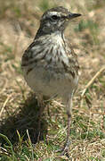 New Zealand Pipit