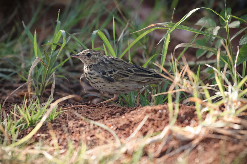 Pipit des arbres