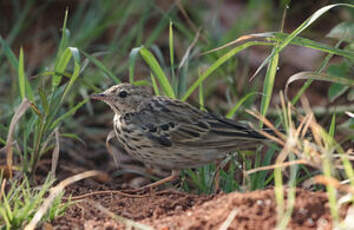 Pipit des arbres