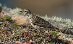 Pipit farlouse