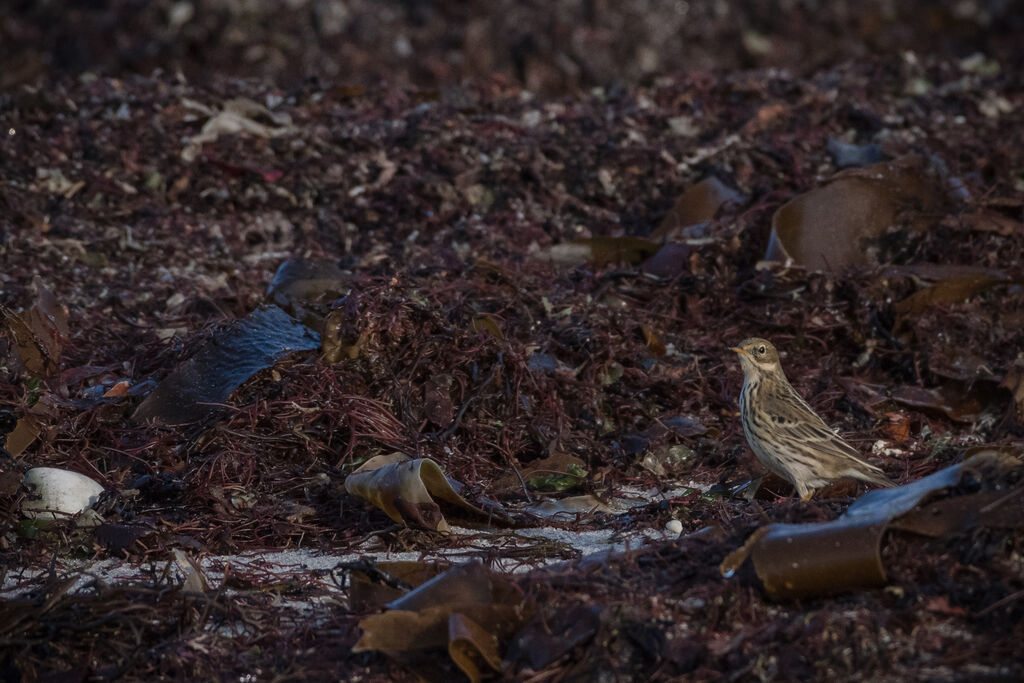 Meadow Pipit