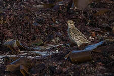 Pipit farlouse