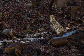 Pipit farlouse