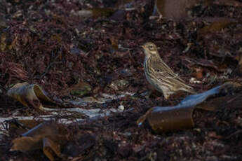 Pipit farlouse