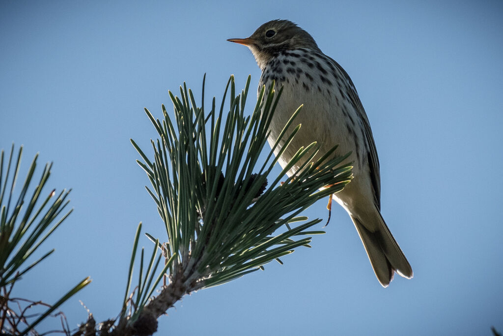 Meadow Pipit