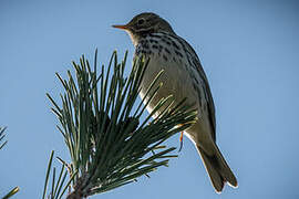 Meadow Pipit