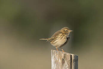 Pipit farlouse