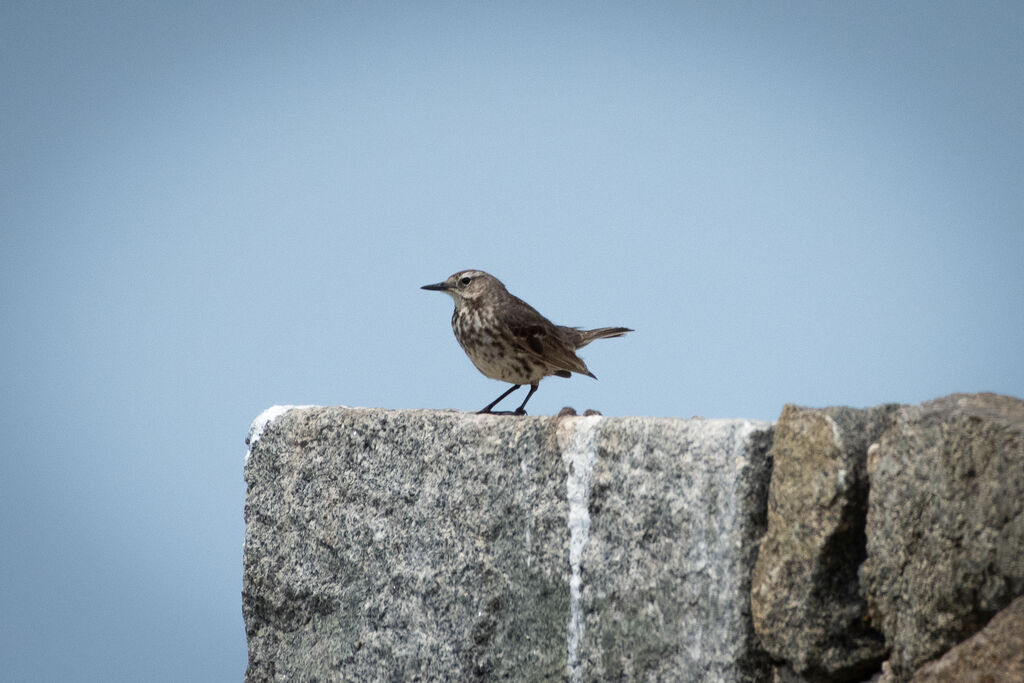 European Rock Pipit