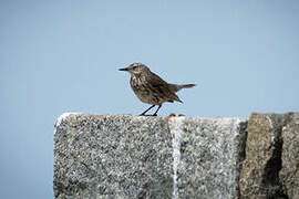 European Rock Pipit