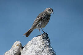 European Rock Pipit