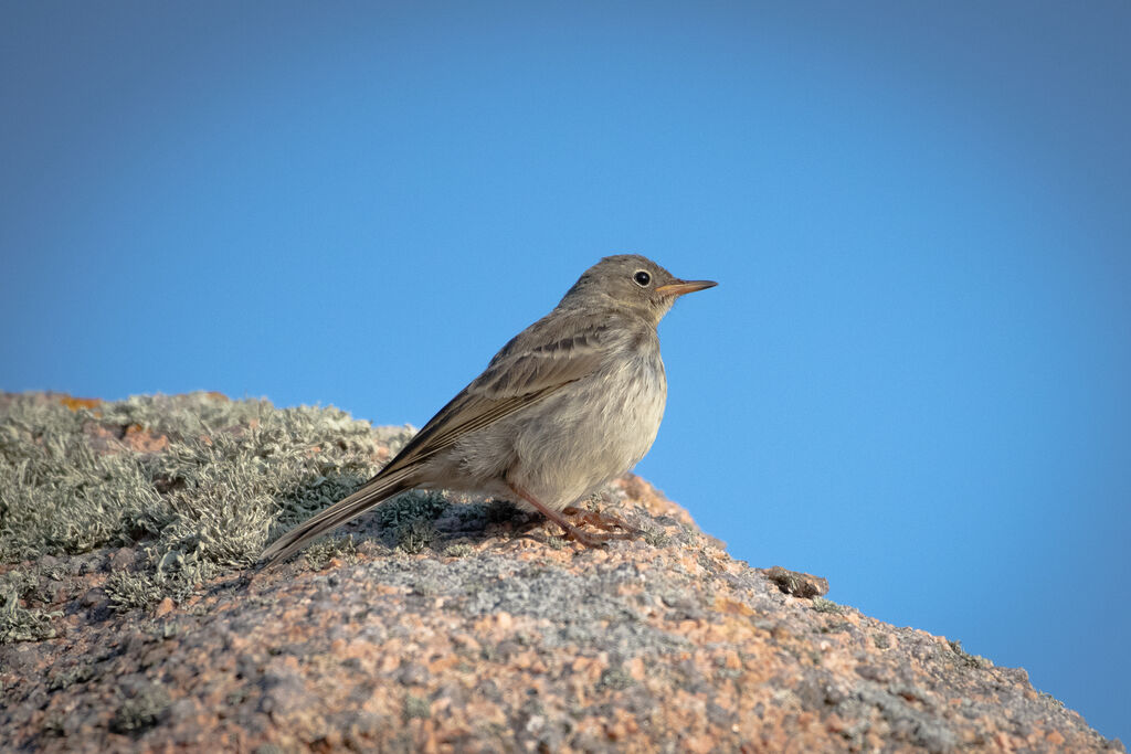 European Rock Pipit