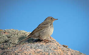 European Rock Pipit