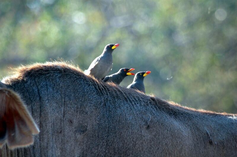 Yellow-billed Oxpecker