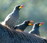 Yellow-billed Oxpecker