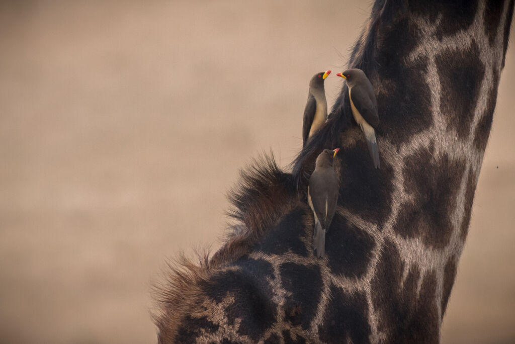 Yellow-billed Oxpecker