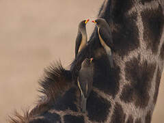 Yellow-billed Oxpecker