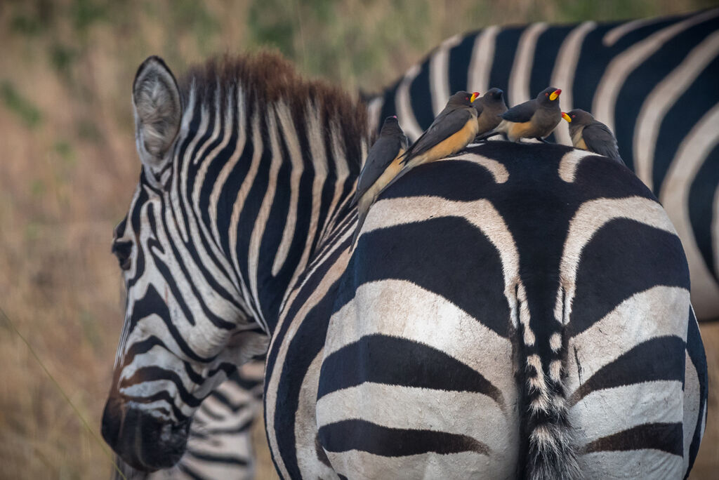 Yellow-billed Oxpecker