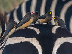 Yellow-billed Oxpecker