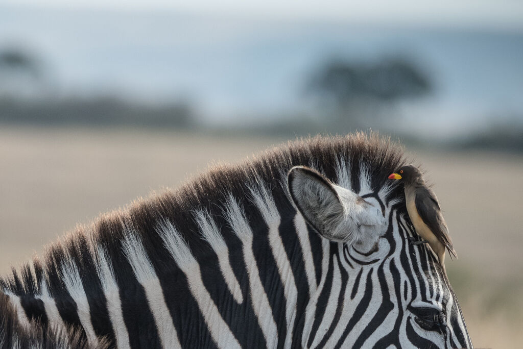 Yellow-billed Oxpecker