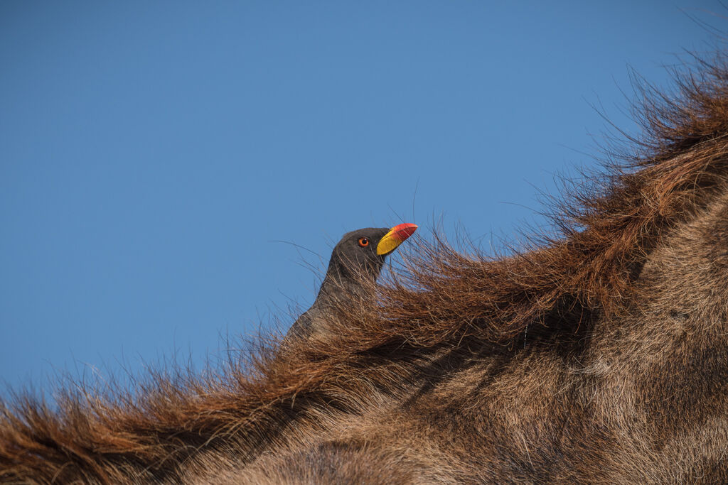 Yellow-billed Oxpecker