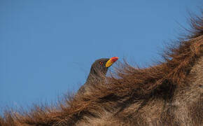 Yellow-billed Oxpecker