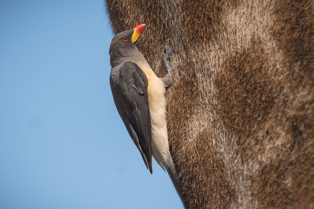 Yellow-billed Oxpecker