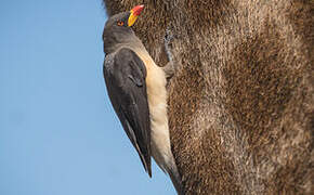 Yellow-billed Oxpecker