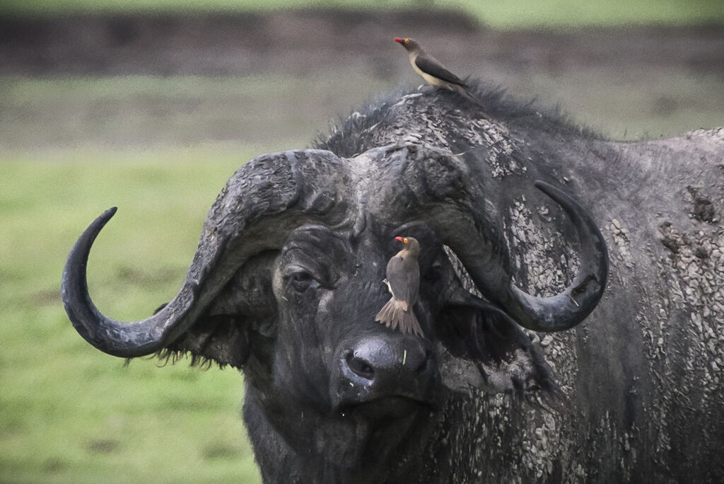 Red-billed Oxpecker