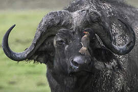 Red-billed Oxpecker