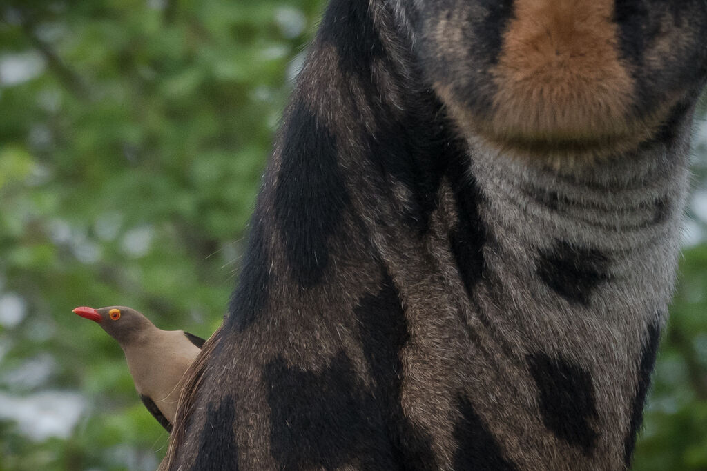 Red-billed Oxpecker