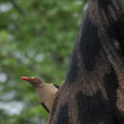 Red-billed Oxpecker