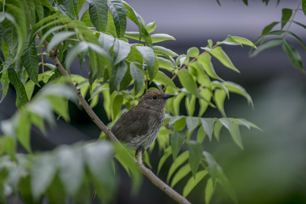 Grey Shrikethrush