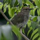 Pitohui gris