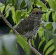 Grey Shrikethrush