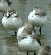 Wrybill