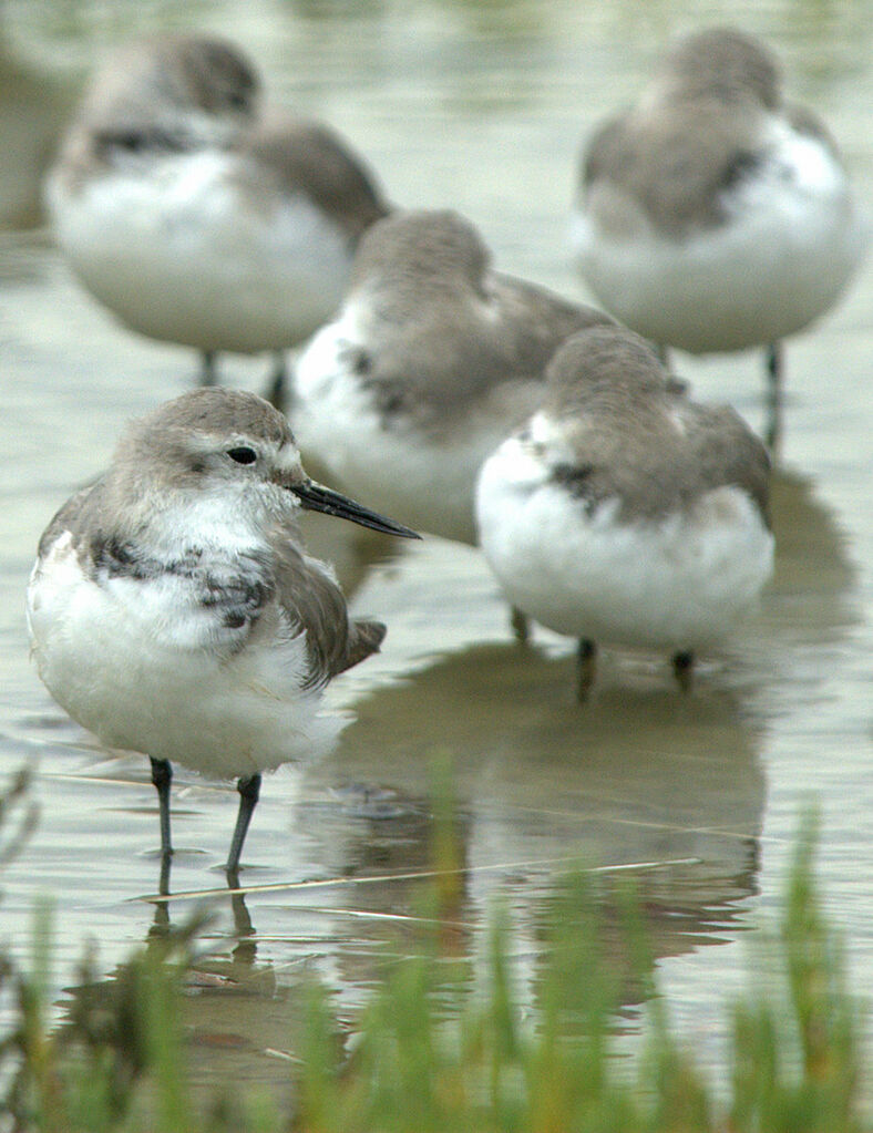 Wrybill