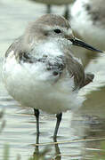 Wrybill