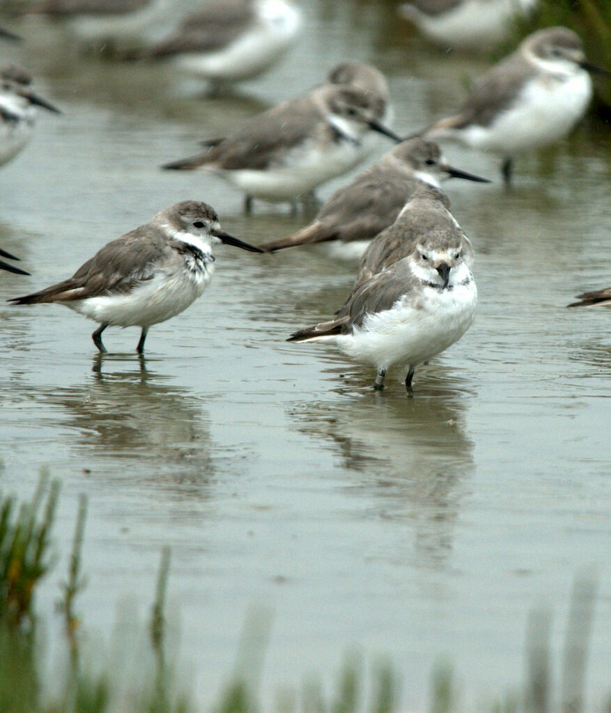 Wrybill