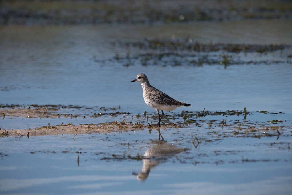 Grey Plover