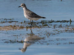 Grey Plover