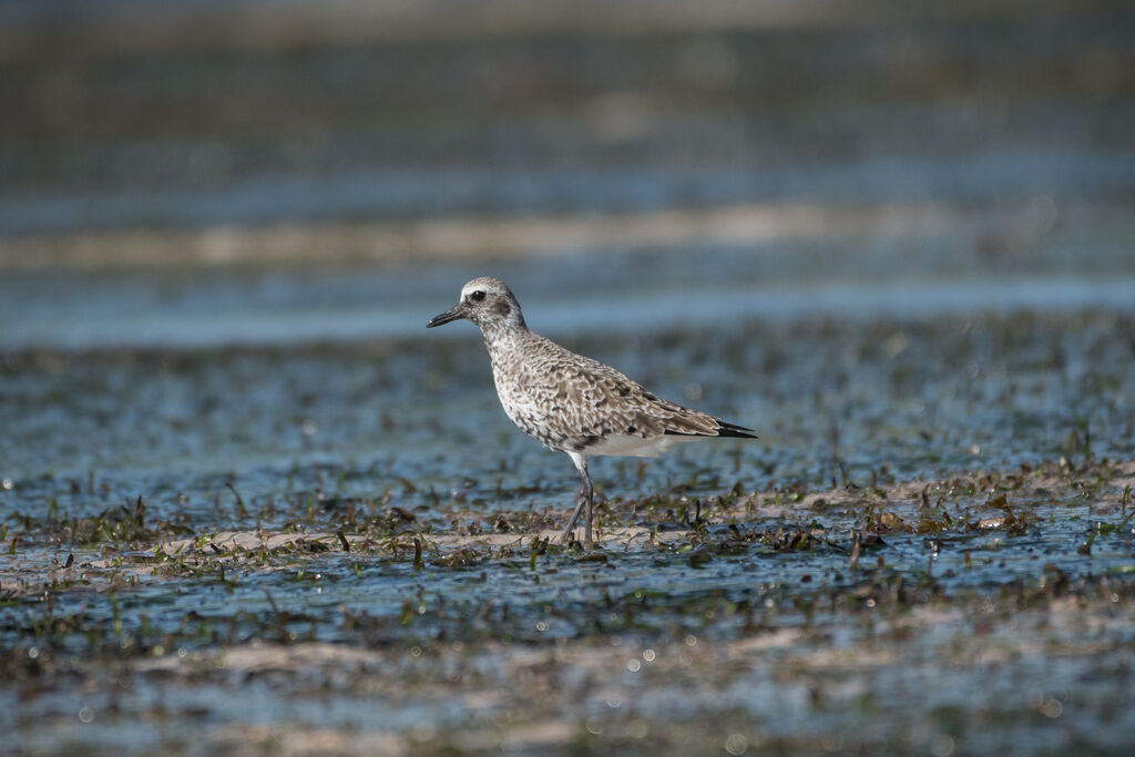 Grey Plover