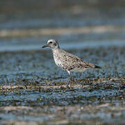 Grey Plover