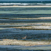 Grey Plover