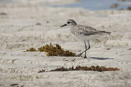 Grey Plover